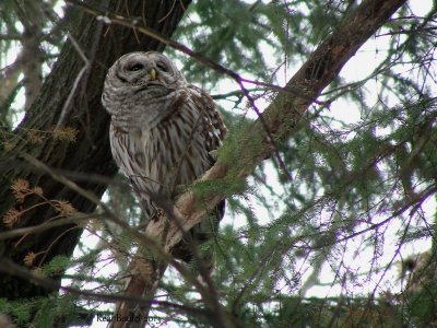 Chouette rayée (Barred Owl)