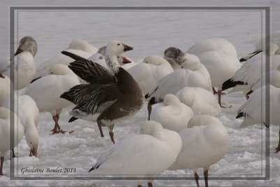 Oie des neiges (Snow Goose)