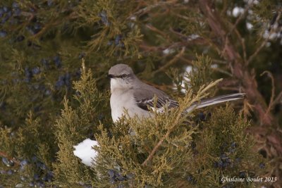 Moqueur polyglotte (Northern Mockingbird)