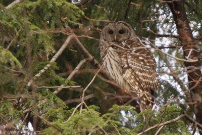 Chouette raye (Barred Owl)