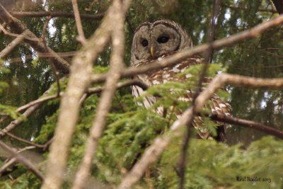 Chouette raye (Barred Owl)