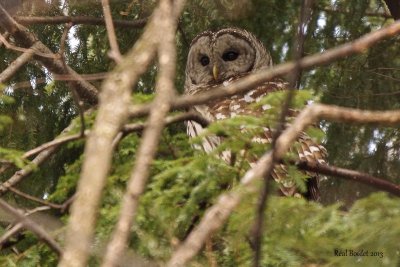 Chouette raye (Barred Owl)