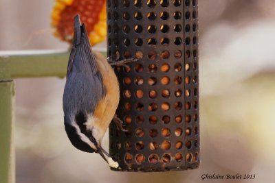 Sittelle à poitrine rousse (Red-breasted Nuthatch)