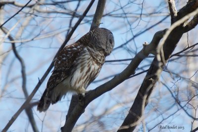 Chouette raye (Barred Owl)