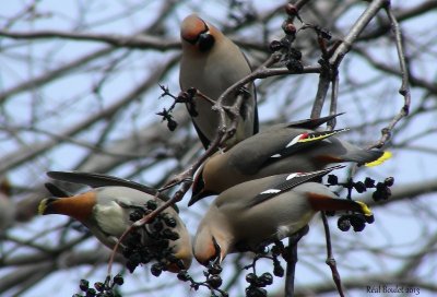 Jaseur boral (Bohemian Waxwing)