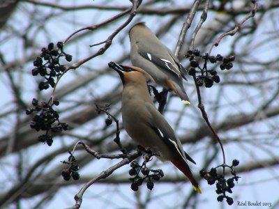 Jaseur boral (Bohemian Waxwing)