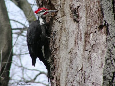 Grand Pic (Pileated Woodpecker) 