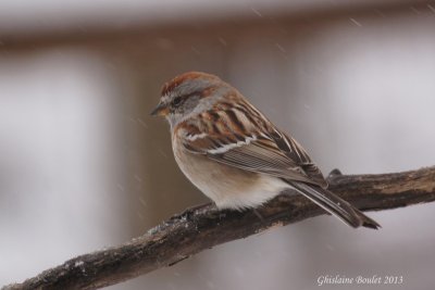 Bruant hudsonnien (American Tree Sparrow)