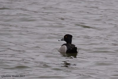 Fulligule  collier (Ring-necked Duck) 