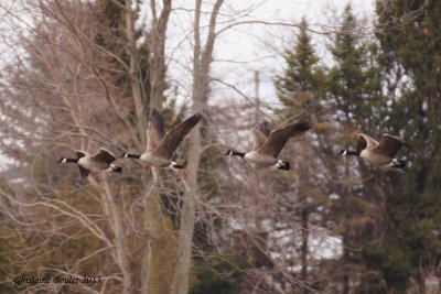 Bernache du Canada (Canada Goose)