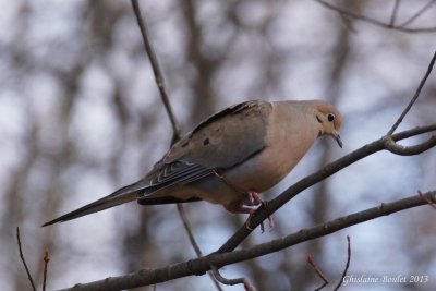 Tourterelle triste (Mourning Dove)