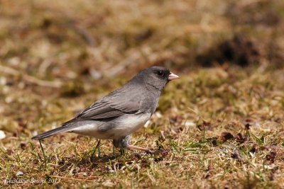 Junco ardoisé (Dark-eyed Junco)