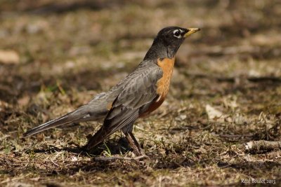 Merle d'Amérique (American Robin)