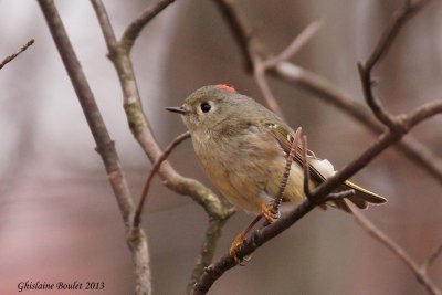 Roitelet à couronne rubis (Ruby-crowned Kinglet)