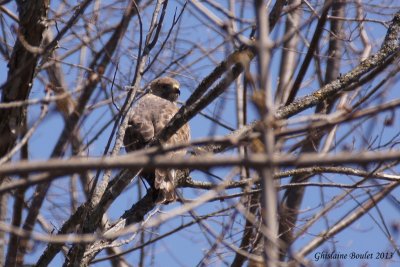 Petite Buse (Broad-winged Hawk)