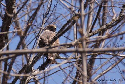 Petite Buse (Broad-winged Hawk)