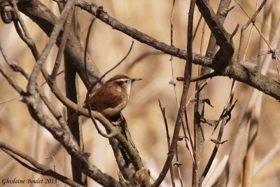 Troglodyte de caroline (Carolina Wren)