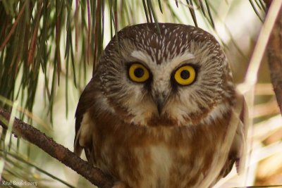 Petite Nyctale (Northern Saw-whet Owl)