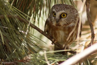 Petite Nyctale (Northern Saw-whet Owl)