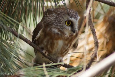 Petite Nyctale (Northern Saw-whet Owl)