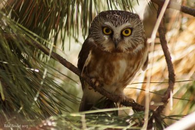 Petite Nyctale (Northern Saw-whet Owl)