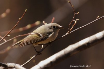 Roitelet à couronne rubis (Ruby-crowned Kinglet)
