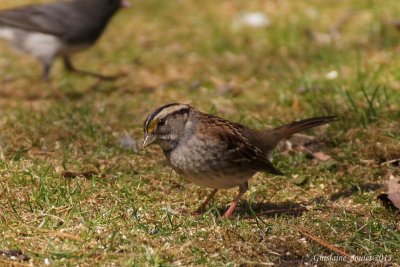Bruant à gorge blanche (White-throated Sparrow)