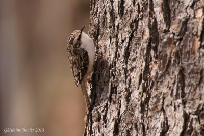 Grimpereau brun (Brown Creeper)