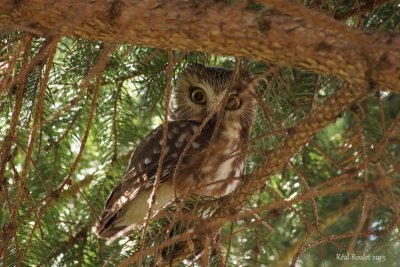 Petite Nyctale (Northern Saw-whet Owl)