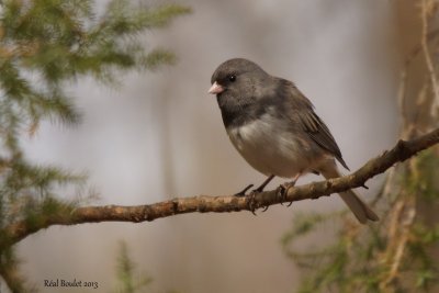 Junco ardoisé (Dark-eyed Junco)