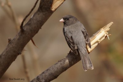 Junco ardoisé (Dark-eyed Junco)