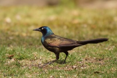 Quiscale bronzé (Common Grackle)