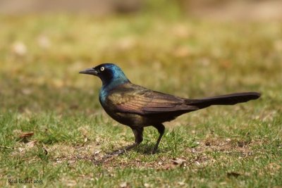 Quiscale bronz (Common Grackle)