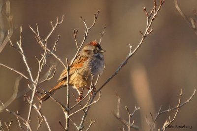 Bruant des marais (Swamp Sparrow)