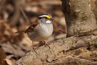 Bruant à gorge blanche (White-throated Sparrow)