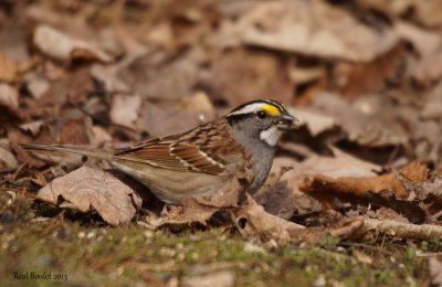 Bruant à gorge blanche (White-throated Sparrow)