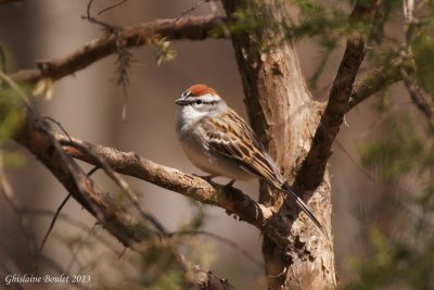 Bruant familier (Chipping Sparrow) 