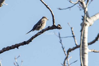 Townsend's Solitaire