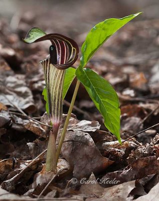 Young Jack-in-the-Pulpit 