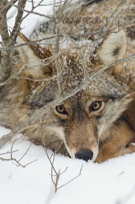 Coyote Resting Under My Winterberry .