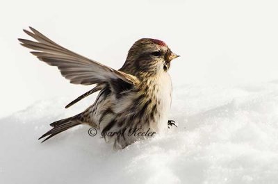 Redpoll Wing Wave
