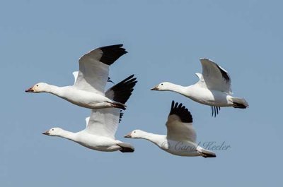 Snow Geese Fly-By 