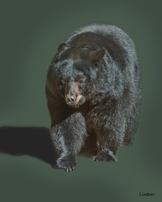 BLACK BEAR IMG_1503