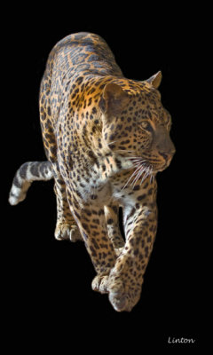 AFRICAN LEOPARD IMG_1494