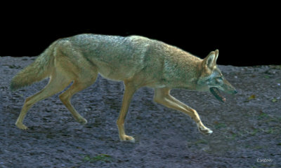 COYOTE IMG_1384