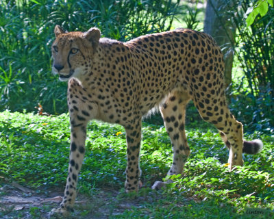 CHEETAH IMG_1449