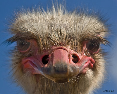 AFRICAN OSTRICH IMG_1918 