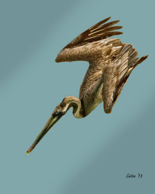 DIVING BROWN PELICAN (Pelicanus occidentalis) IMG_2713 