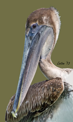 BROWN PELICAN (Pelicanus occidentalis)  IMG_2700 72ppi.jpg