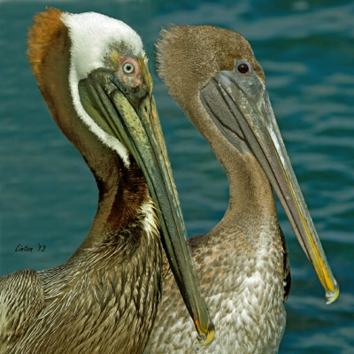 MALE AND FEMALE BROWN PELICAN IMG_3088 